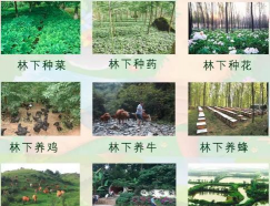 小众送妈妈的花有哪些花