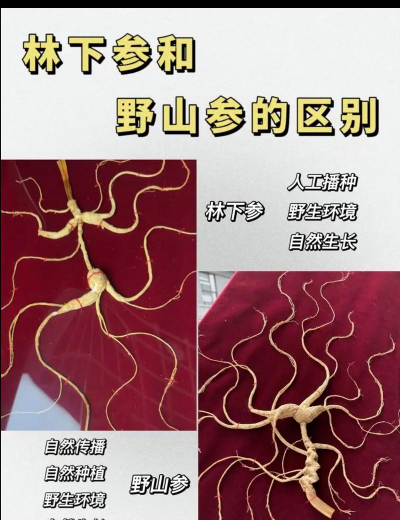 林下参和野山参怎么区别