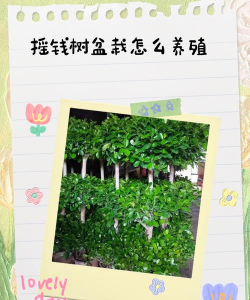 小众送妈妈的花有哪些花