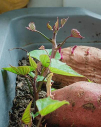 小众送妈妈的花有哪些花