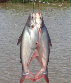 小众送妈妈的花有哪些花