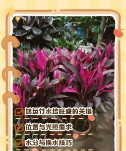 小众送妈妈的花有哪些花