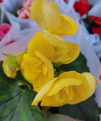 小众送妈妈的花有哪些花