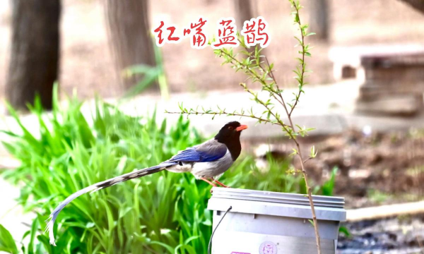 小众送妈妈的花有哪些花