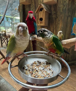 小众送妈妈的花有哪些花