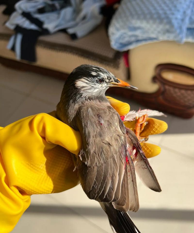 小众送妈妈的花有哪些花