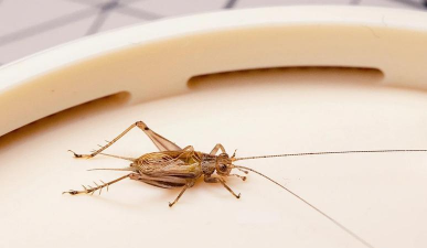 大黄蛉的饲养技巧