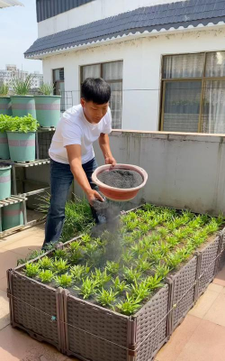 小众送妈妈的花有哪些花