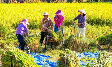 小众送妈妈的花有哪些花