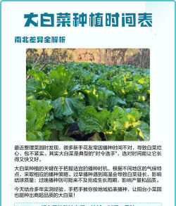 包菜生长期是多少天