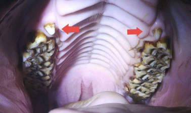 小众送妈妈的花有哪些花