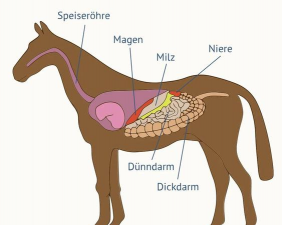 马的食管疾病