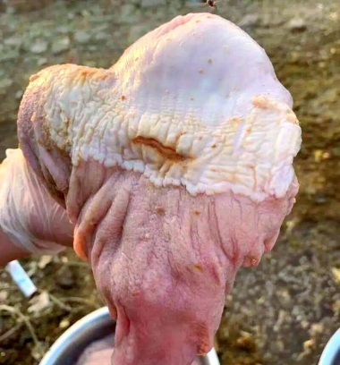 小众送妈妈的花有哪些花