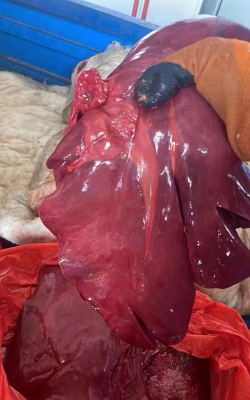 小众送妈妈的花有哪些花