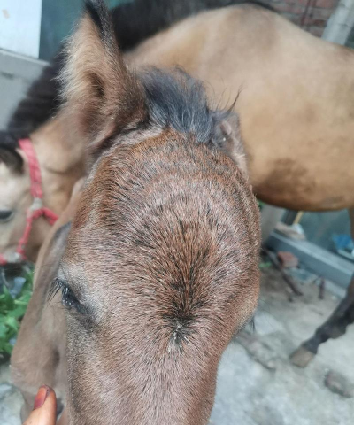 小众送妈妈的花有哪些花