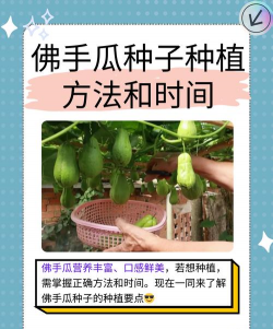 佛手瓜栽培技术