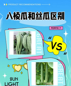 八角丝瓜和普通丝瓜区别