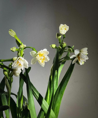 小众送妈妈的花有哪些花