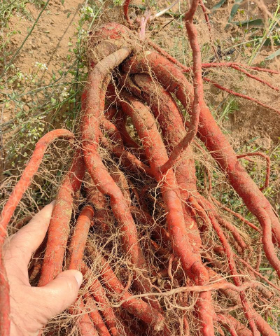 丹参的种植技术