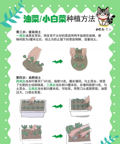 上海青的种植方法和时间