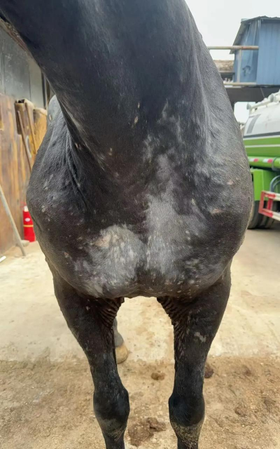 小众送妈妈的花有哪些花