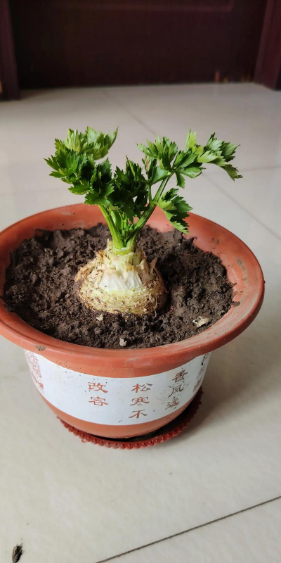 芹菜是什么繁殖