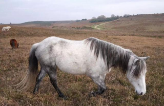 小众送妈妈的花有哪些花