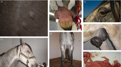 小众送妈妈的花有哪些花