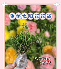 小众送妈妈的花有哪些花