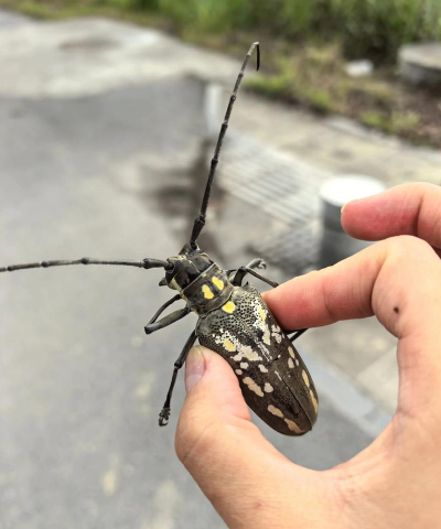 小众送妈妈的花有哪些花