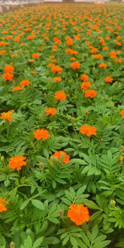 小众送妈妈的花有哪些花