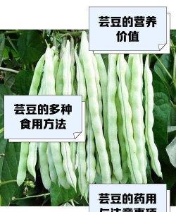 芸豆是什么豆
