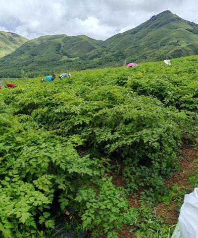小众送妈妈的花有哪些花