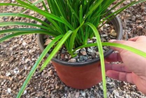 小众送妈妈的花有哪些花