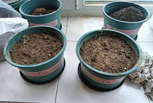 小众送妈妈的花有哪些花