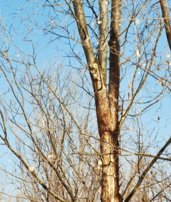 小众送妈妈的花有哪些花