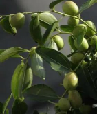 冬枣核能种出枣树吗