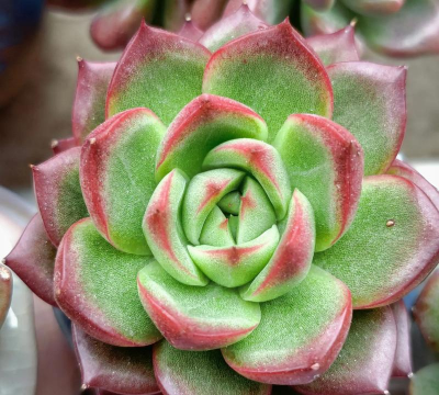 小众送妈妈的花有哪些花