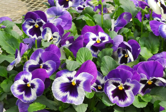 小众送妈妈的花有哪些花