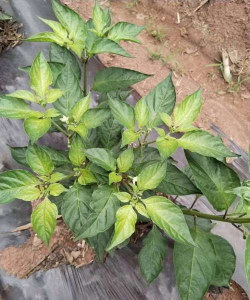 小众送妈妈的花有哪些花