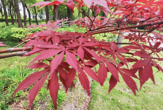 小众送妈妈的花有哪些花
