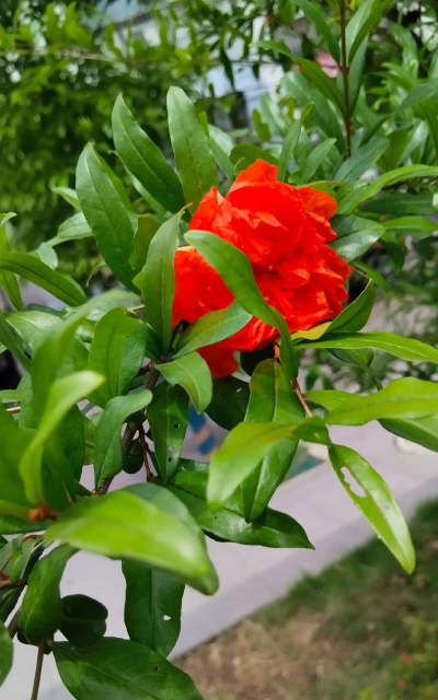 小众送妈妈的花有哪些花