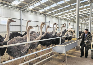 小众送妈妈的花有哪些花