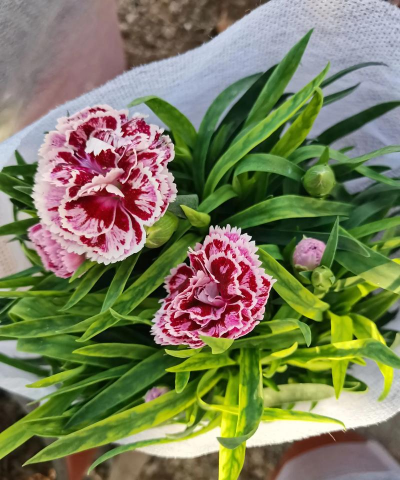 小众送妈妈的花有哪些花