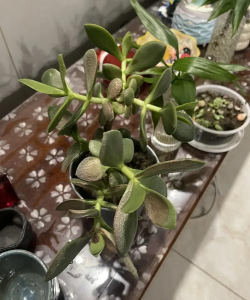 小众送妈妈的花有哪些花