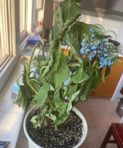 小众送妈妈的花有哪些花