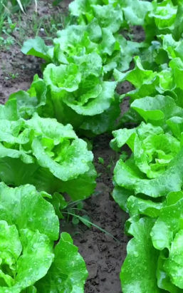 小众送妈妈的花有哪些花