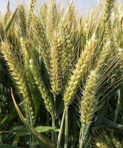 小众送妈妈的花有哪些花