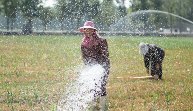 小众送妈妈的花有哪些花