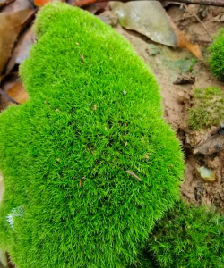 小众送妈妈的花有哪些花